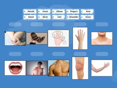 Body Parts Matching Game