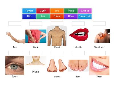Частини тіла: українська та англійська