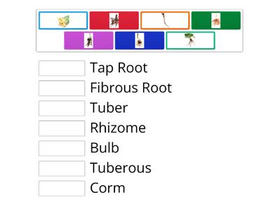 Types of Roots