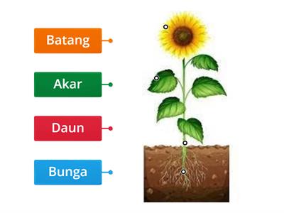 Lebelkan bahagian pokok bunga matahari