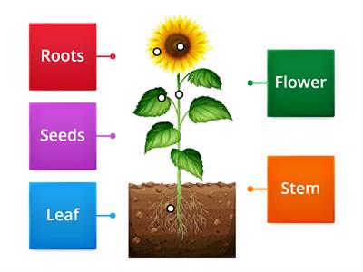 parts of the plant