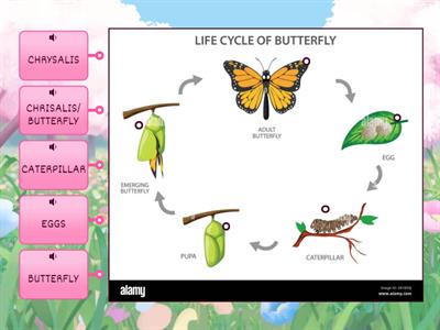 METAMORFOSI BRUCO FARFALLA IN ENGLISH