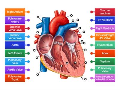 Heart Anatomy - Frontal