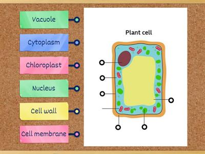 Label the Plant Cell 