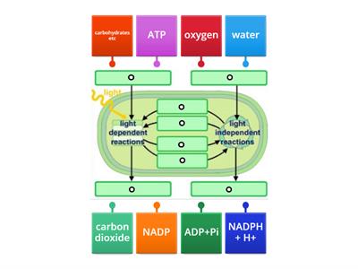 CAX KS5 summary of photosynthesis   diagram