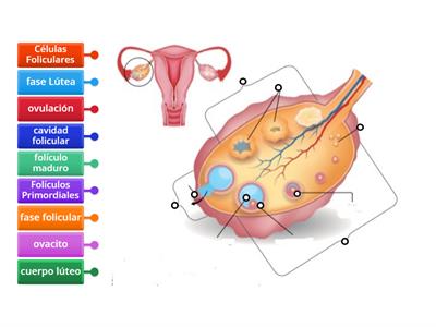 Ciclo Ovárico (pág 99)