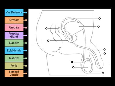Health: Male Reproductive System