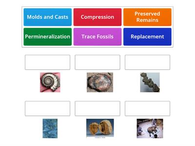 Types of Fossilization 