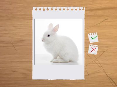 What Color Is the Toy?