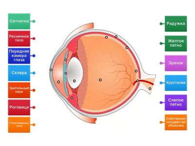 Строение глаза человека