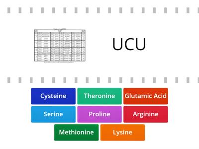 Codon Chart Practice