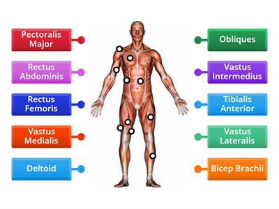 Muscular System - Anterior Labelling