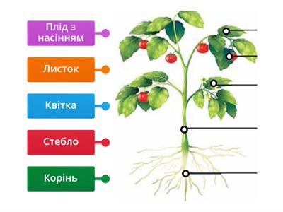 З яких частин складається рослина?