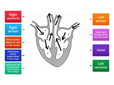 Label the Heart diagram (L3)