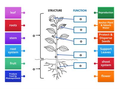 CACS Plant Structure & Function