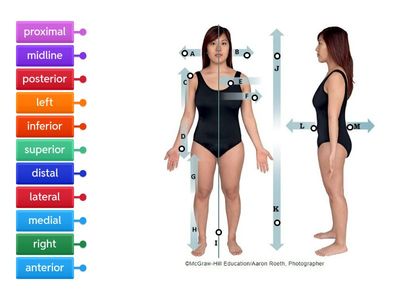 Anatomical Relative Positions