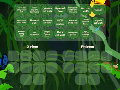 Proterties of Xylem & Phloem Sort