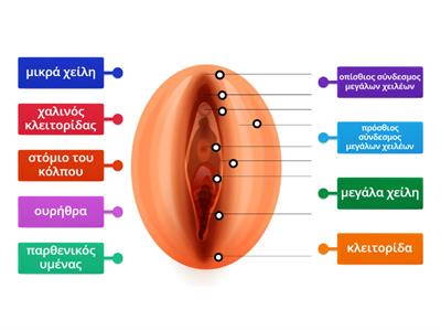 Ανατομία  αιδοίου