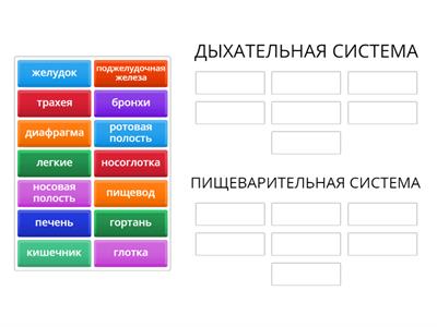 Системы человека