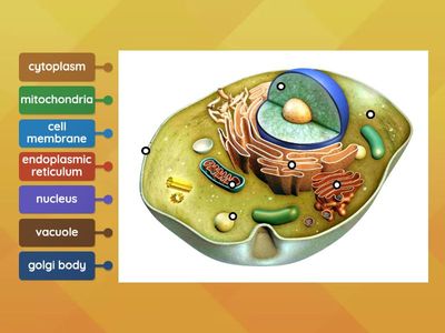 Label Animal Cell Organelles