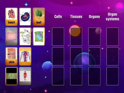  Levels of Organization