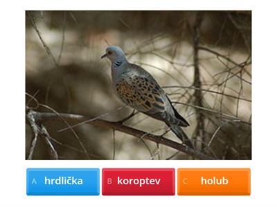 Ptáci - poznávání