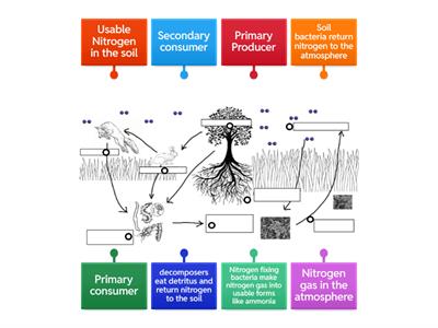 The Nitrogen Cycle