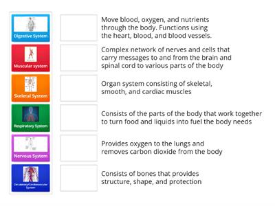 Body Systems