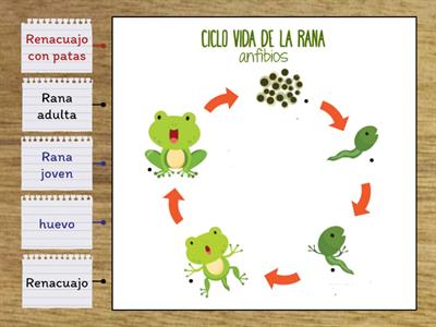 Ciclo de vida de la rana