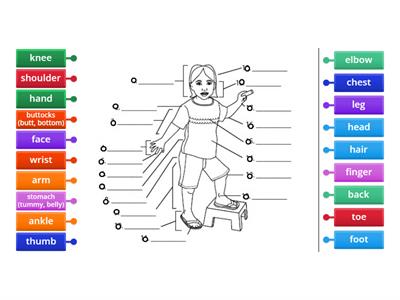 ECD Ch4 Act5 Parts of the body