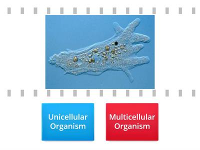 Unicellular vs. Multicellular Organisms 