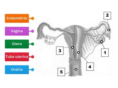 Sistema Reprodutor Feminino EJA