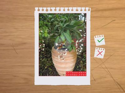 17.灌木(桂葉黃梅-細葉雪茄花)