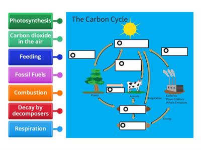 Carbon Cycle