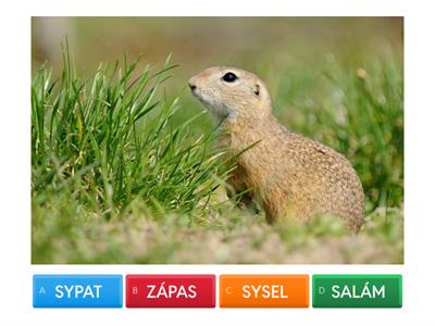 Slova - otevřená+uzavřená slabika (T, Z, V, N)