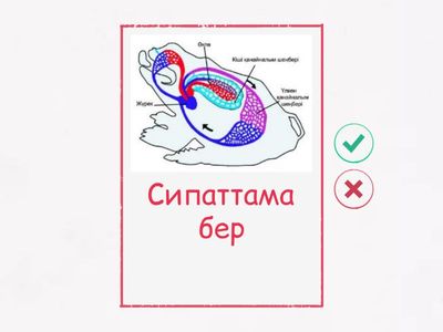 Қанайналым жүйесі 