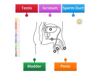 Male Reproductive System