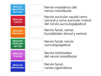 Inervación de músculos de la cara