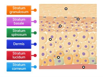 Layers of the epidermis