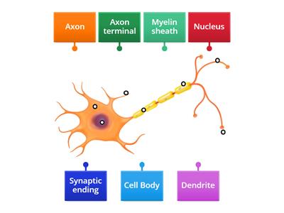 Neuron structures