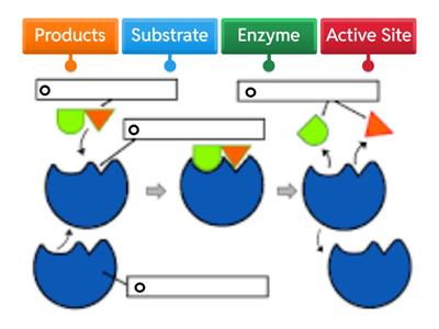 Enzyme Diagram