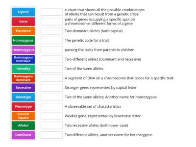 Punnett Square Vocabulary