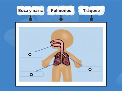 Mi aparato respiratorio