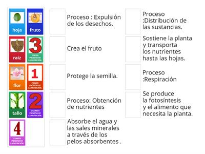 ARRASTRE LAS PARTES DE LA PLANTA Y EL PROCESO DE NUTRICIÓN.