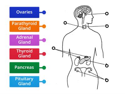 Endocrine System Label the Diagram