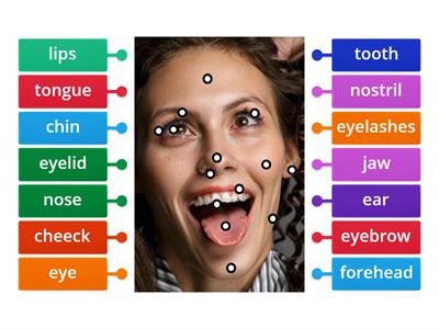 Face Parts Solutions inter