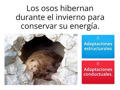 Adaptaciones de los seres vivos.