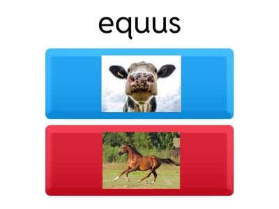 quiz sostantivi latini