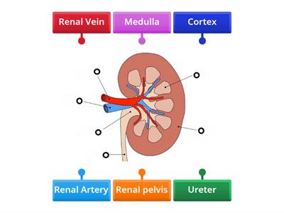 Kidney Structure