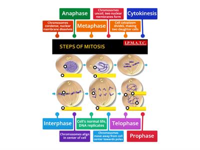 Mitosis